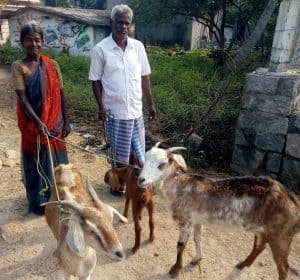 Goats Anjalatchi