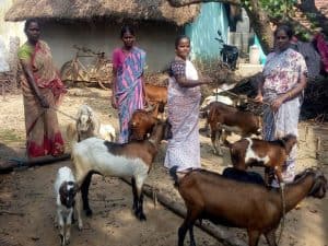 Goats SWEET Purchasing2