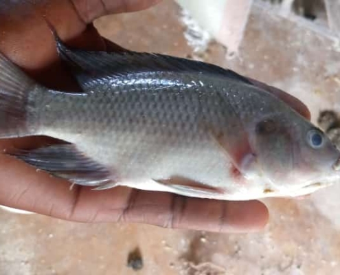 Hope Revival Tilapia Fish