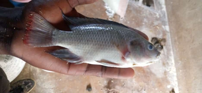 Hope Revival tilapia fish Hope Revival Tilapia Fish